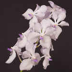 Carica l&#39;immagine nel visualizzatore Galleria, Vanda Lavender Mist
