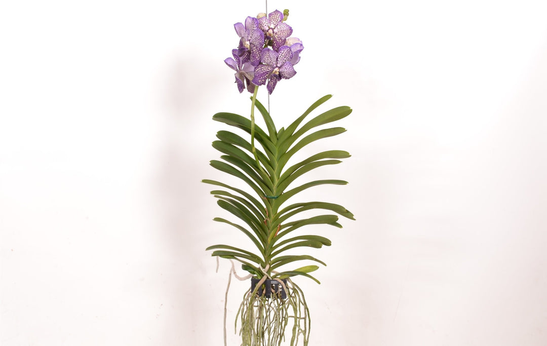 Vanda Lilac Starlight