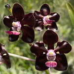 Carica l&#39;immagine nel visualizzatore Galleria, Vanda Greg Scott (Vanda merrillii x Vanda tessellata)
