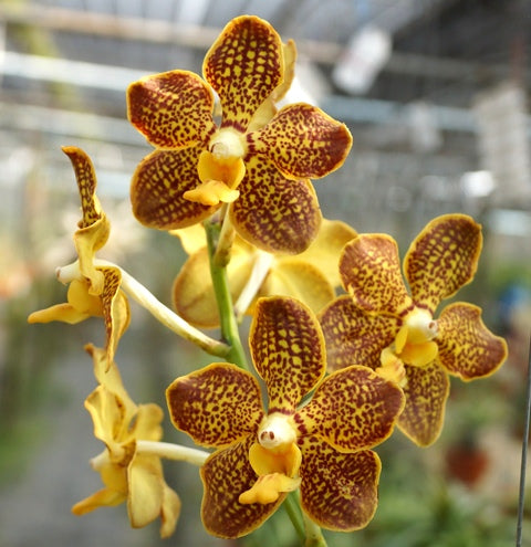 Vanda mimi palmer x kenny gold