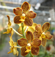 Vanda mimi palmer x kenny gold