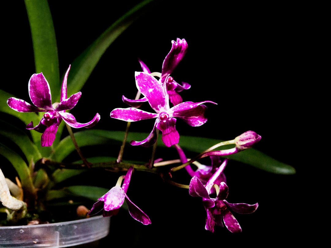 Vandachostylis Pinky (Neofinetia falcata x Rhynchostylis gigantea)