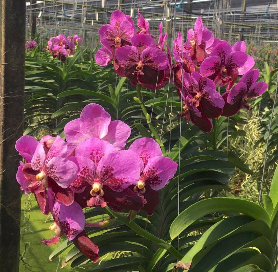 Vanda sanderiana 'Purple'