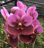 Carica l&#39;immagine nel visualizzatore Galleria, Vanda sanderiana &#39;Purple&#39;
