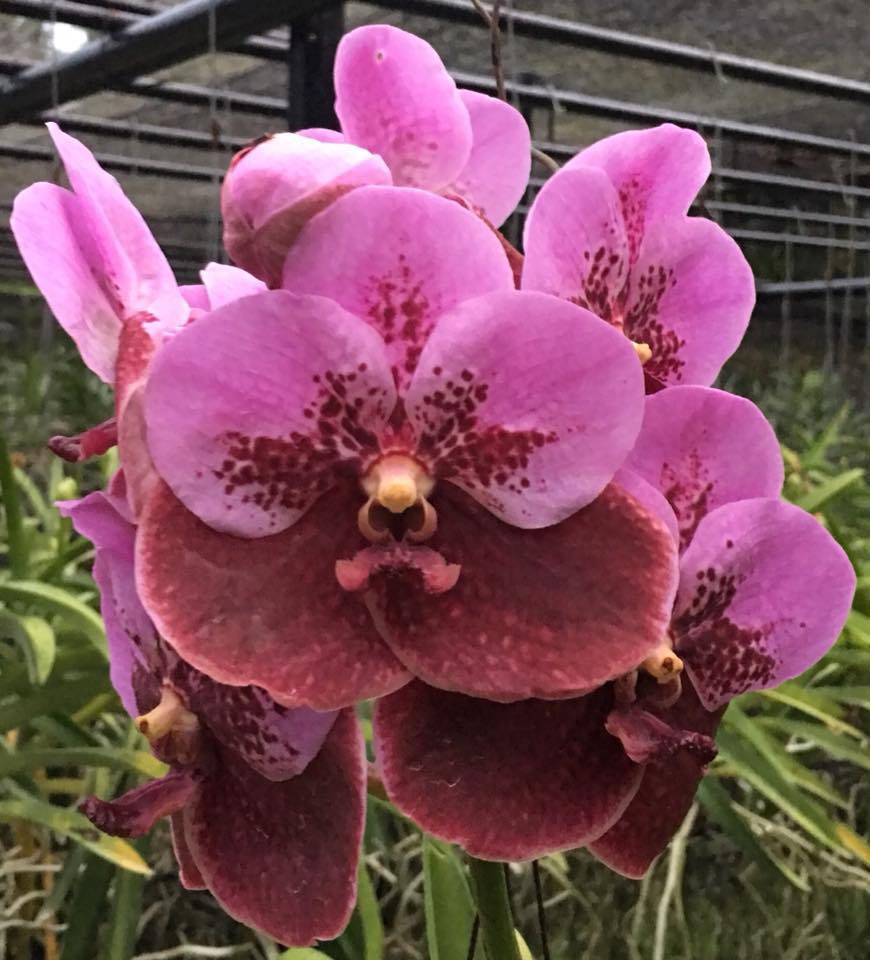 Vanda sanderiana 'Purple'