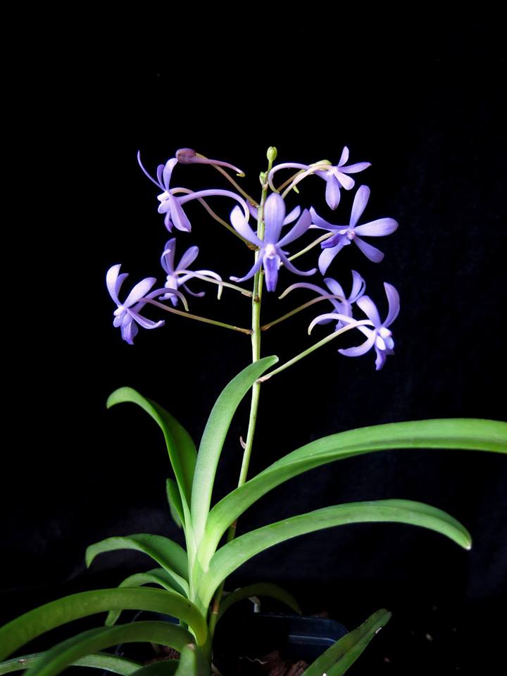 Vandachostylis Rainbow Star "Blue"