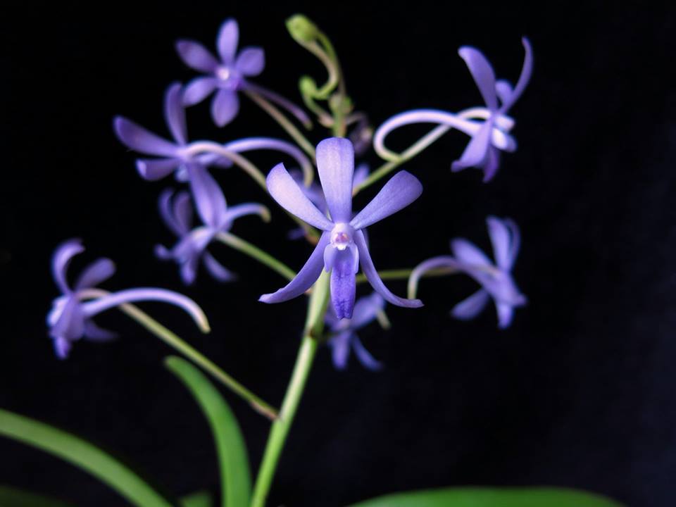 Vandachostylis Rainbow Star "Blue"