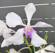 Vanda teres × Vanda coerulea