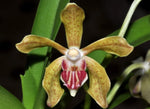 Carica l&#39;immagine nel visualizzatore Galleria, Vanda tessellata x cristata
