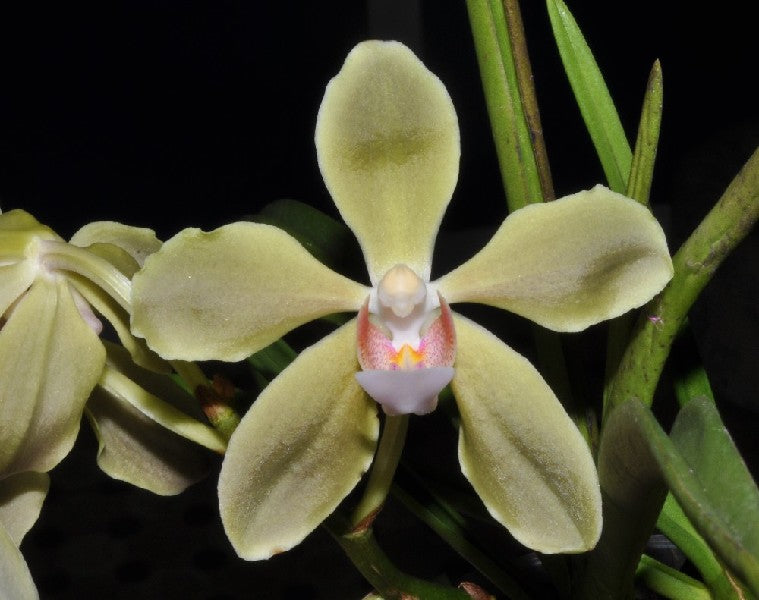 Vanda tessellata x Paraphalaenopsis laycockii
