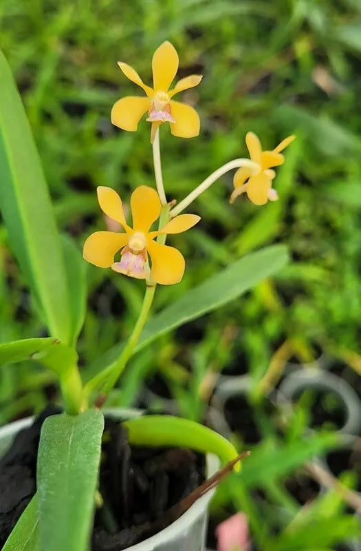 Vanda testacea