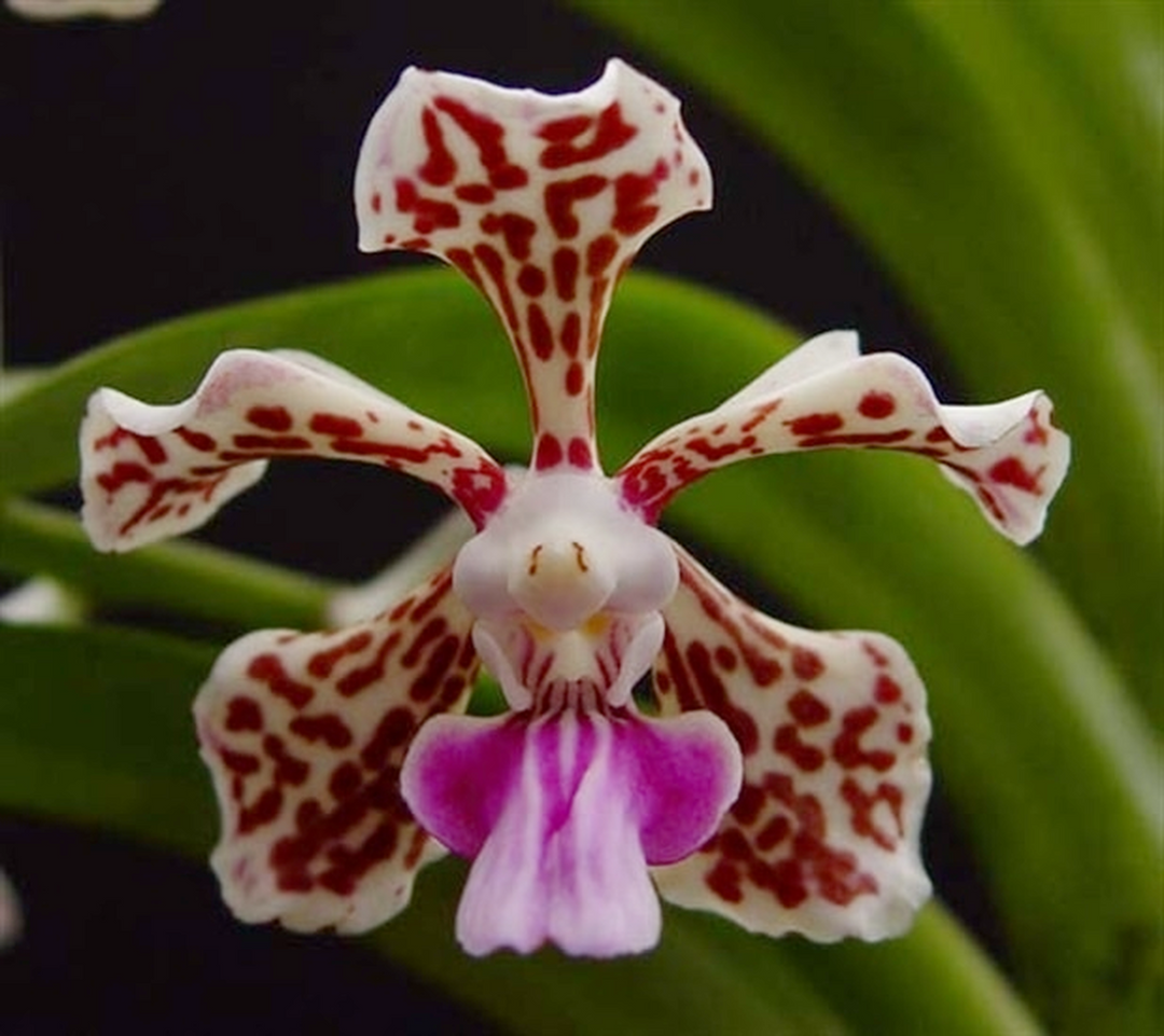 Vanda tricolor var. suavis