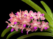 Vanda Wuttipanara Manoonya