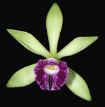 Carica l&#39;immagine nel visualizzatore Galleria, Vanilla planifolia
