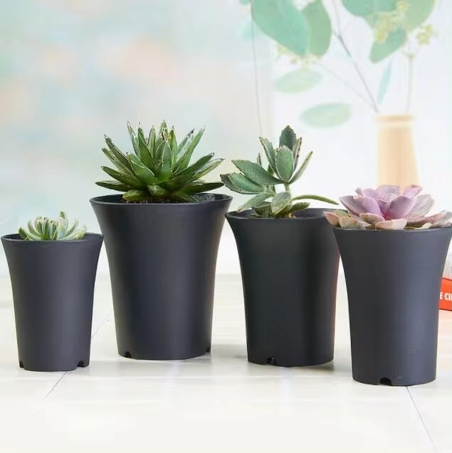 Vaso Asia per Neofinetia