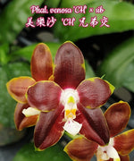 Carica l&#39;immagine nel visualizzatore Galleria, Phalaenopsis venosa &#39;CH&#39;
