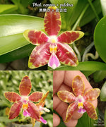 Carica l&#39;immagine nel visualizzatore Galleria, Phalaenopsis venosa × pulchra
