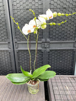 Carica l&#39;immagine nel visualizzatore Galleria, Phalaenopsis Victoria
