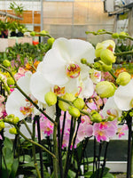 Carica l&#39;immagine nel visualizzatore Galleria, Phalaenopsis Victoria
