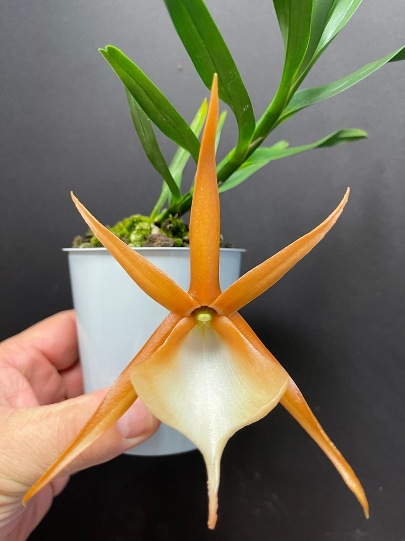 Angraecum viguieri