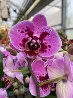 Carica l&#39;immagine nel visualizzatore Galleria, Phalaenopsis Violet Panther
