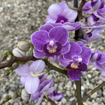 Carica l&#39;immagine nel visualizzatore Galleria, Phalaenopsis Violet Queen
