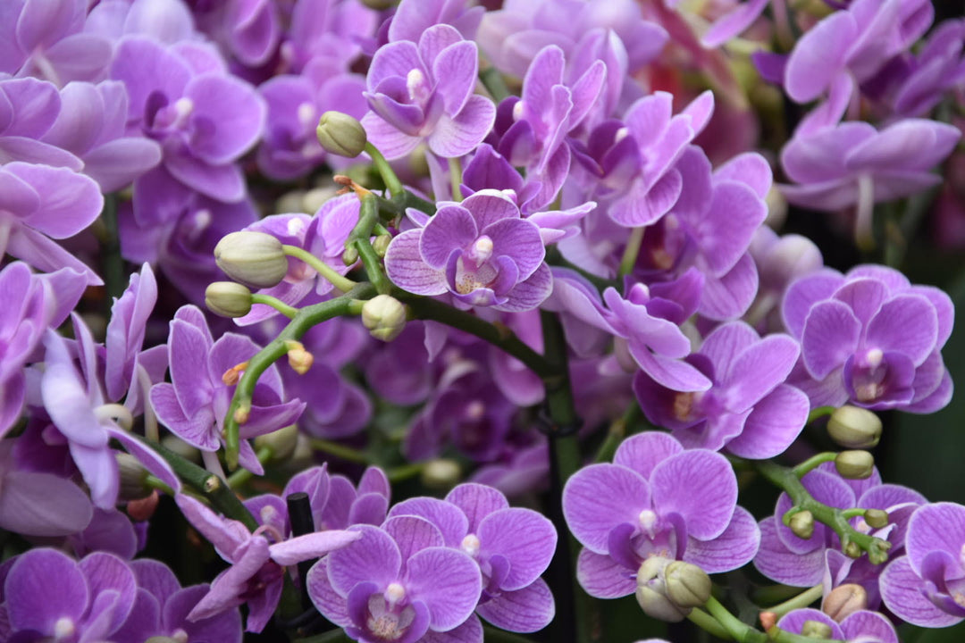 Phalaenopsis Violet Queen