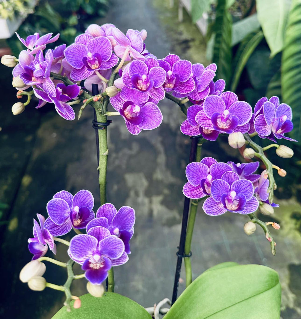 Phalaenopsis Violet Queen