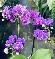 Phalaenopsis Violet Queen