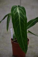 Carica l'immagine nel visualizzatore Galleria, Anthurium warocqueanum