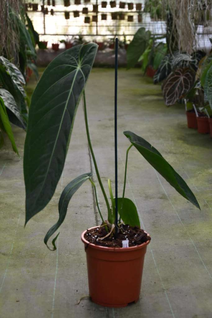 Anthurium warocqueanum x waterburyanum