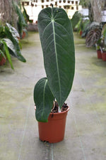Carica l'immagine nel visualizzatore Galleria, Anthurium warocqueanum x waterburyanum