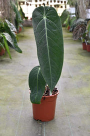 Anthurium warocqueanum x waterburyanum