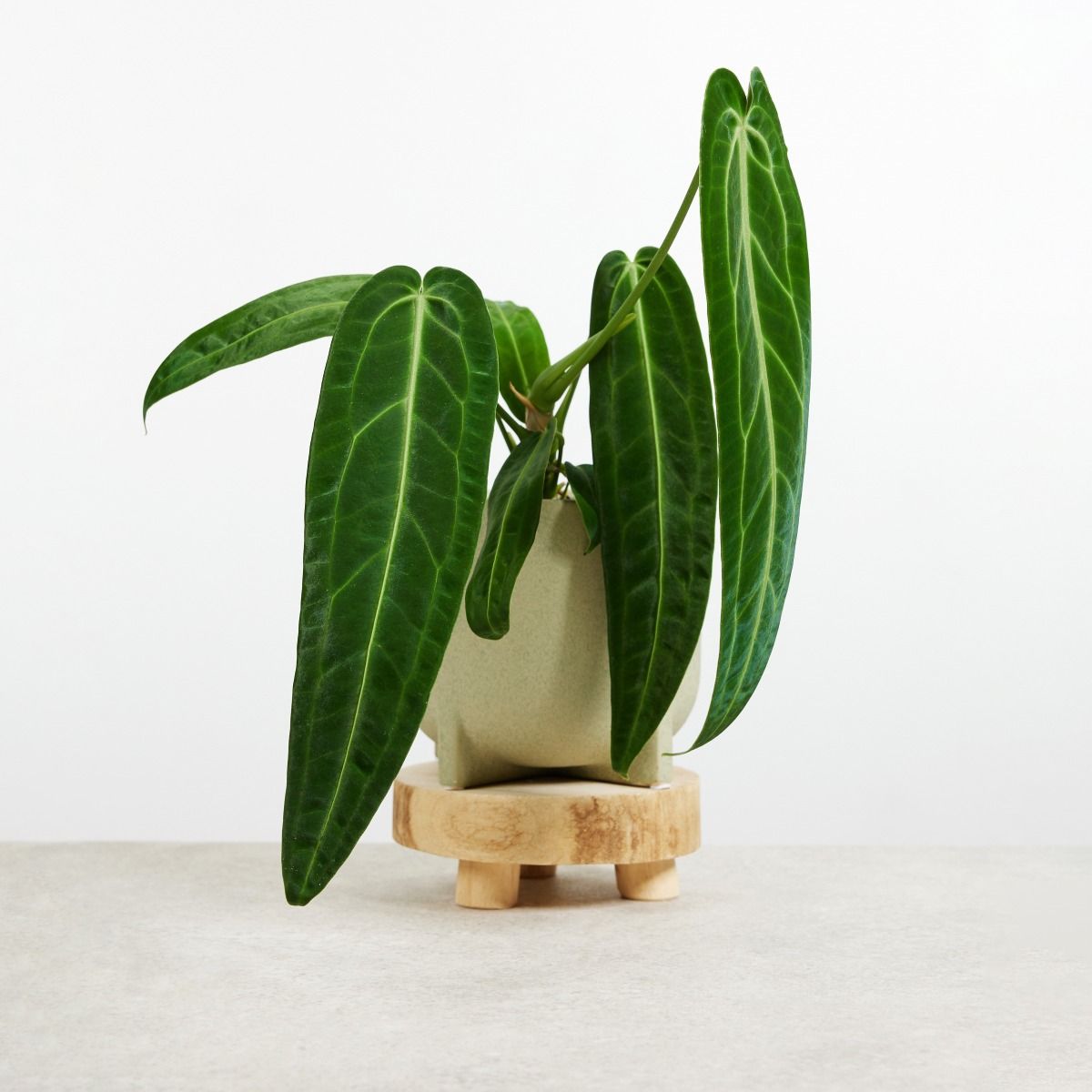 warocqueanum x anthurium waterburyanum Anthurium warocqueanum x waterburyanum – Giulio Celandroni Orchidee