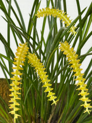 Dendrochilum wenzelii var. dawn (yellow form)