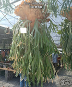 Carica l&#39;immagine nel visualizzatore Galleria, Platycerium willinckii
