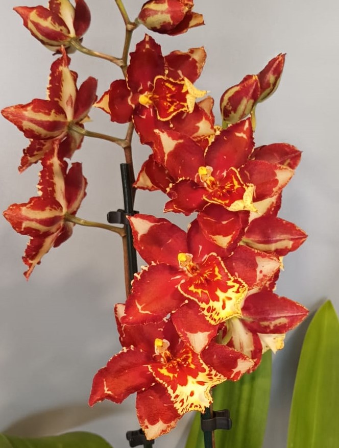 Wilsonara Red Flame