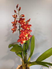 Wilsonara Red Flame