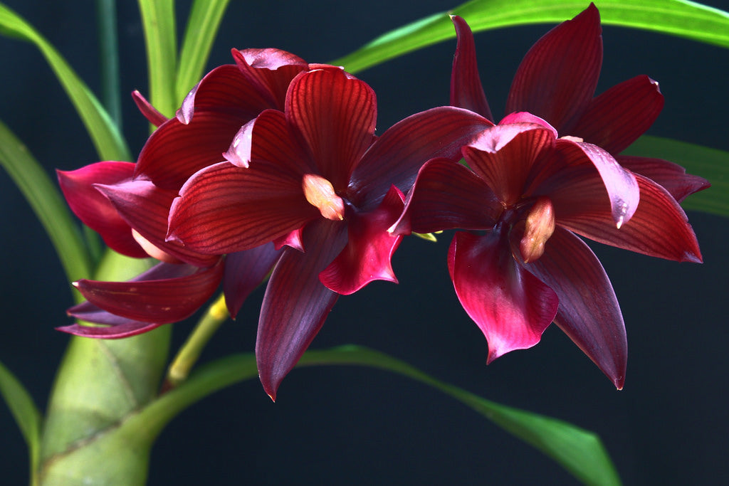 Cycnodes Wine Delight (Variegated)