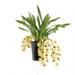 Load image into Gallery viewer, Cymbidium Cascade 'Winn'
