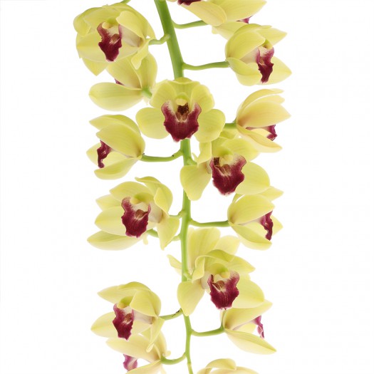 Cymbidium Cascade 'Winn'