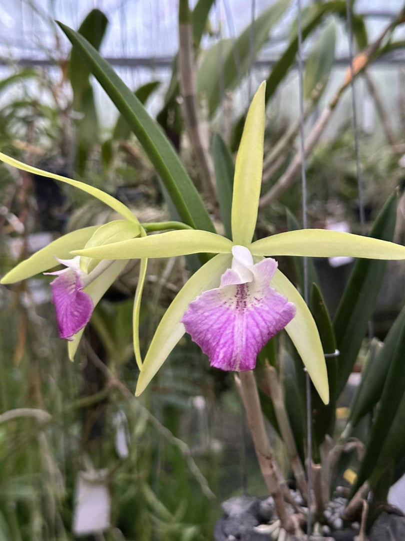 Procatavola Wufong Jade (Cattleychea Siam Jade × Brassavola nodosa)