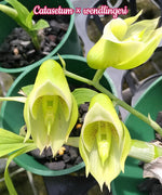 Load image into Gallery viewer, Catasetum × wendlingeri