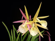 Brassocattleya Yellow Bird (Brassavola nodosa × Brassocattleya Richard Mueller)