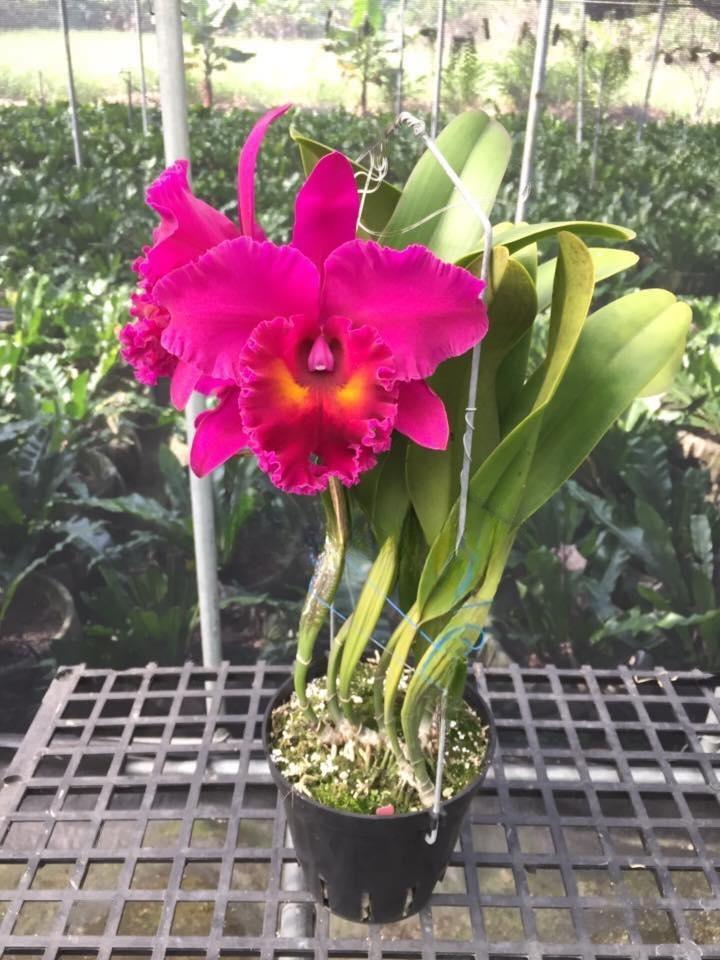 Rhyncholaeliocattleya Shang Ding Red Dragon