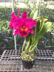 Rhyncholaeliocattleya Shang Ding Red Dragon