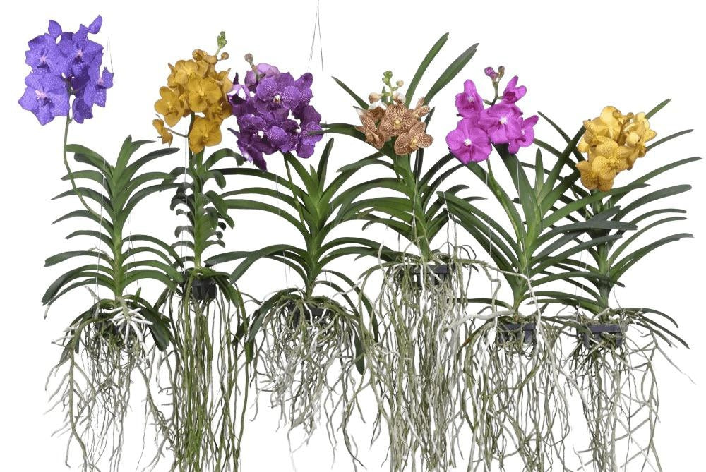 Vanda Mix