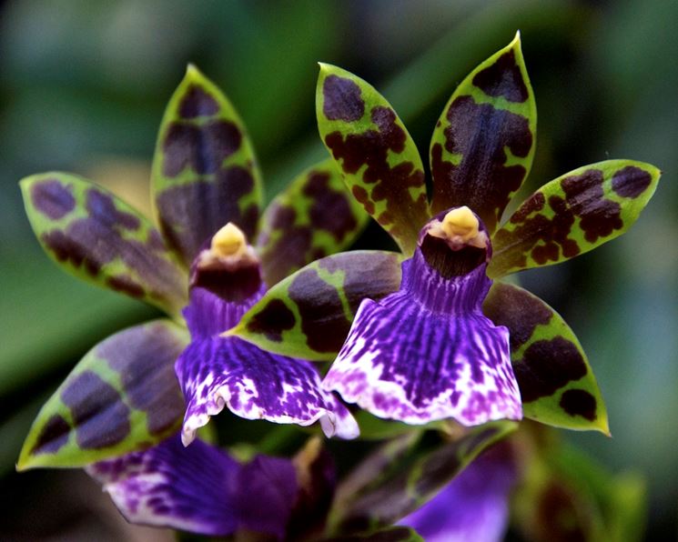 Zygopetalum misti